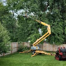 Best Tree Maintenance Programs  in River Road, NC