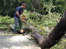 How Our Tree Care Process Works  in  River Road, NC