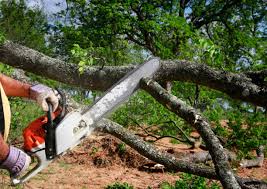 Best Emergency Tree Removal  in River Road, NC