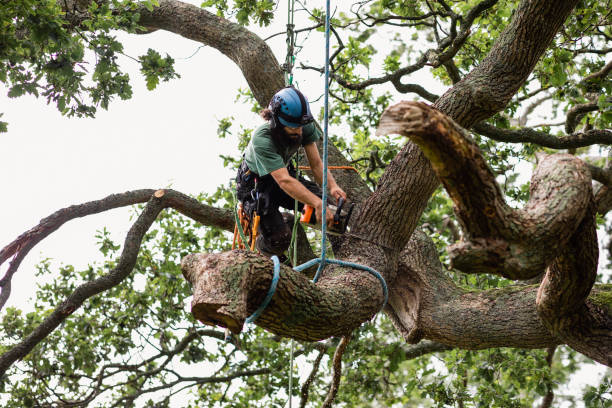 How Our Tree Care Process Works  in  River Road, NC