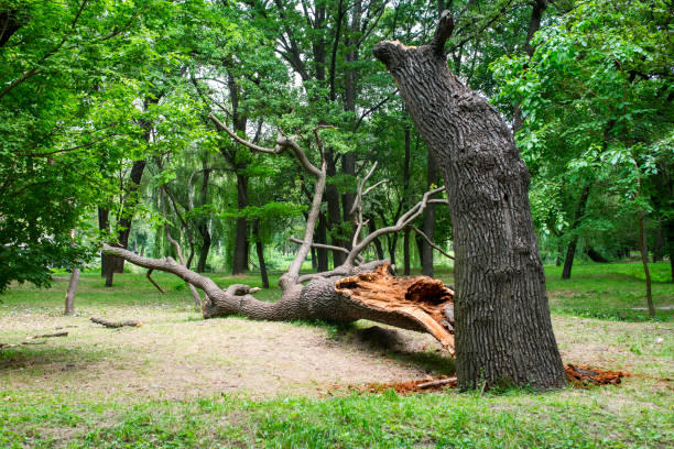 Tree and Shrub Care in River Road, NC