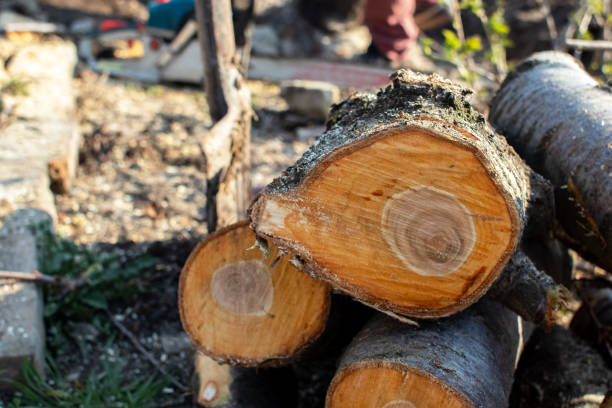 Best Tree Mulching  in River Road, NC