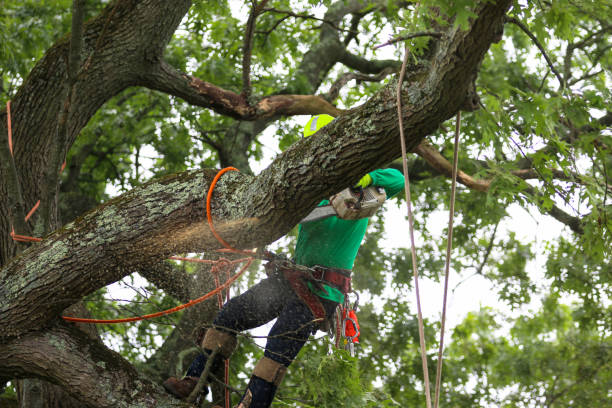 Best Commercial Tree Services  in River Road, NC