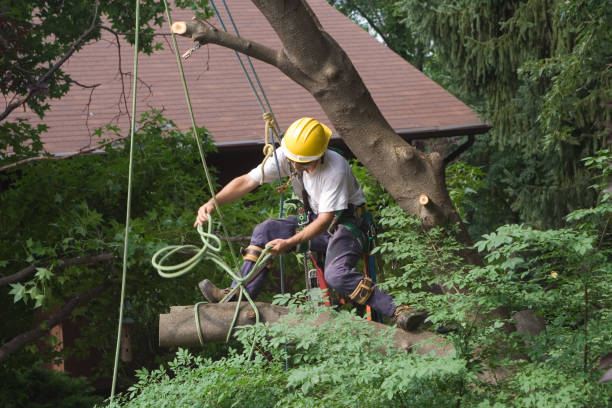 Best Tree Disease Treatment  in River Road, NC