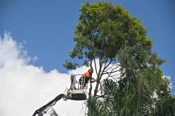 Best Tree Risk Assessment  in River Road, NC