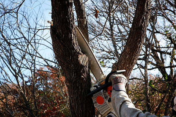 Best Seasonal Cleanup (Spring/Fall)  in River Road, NC