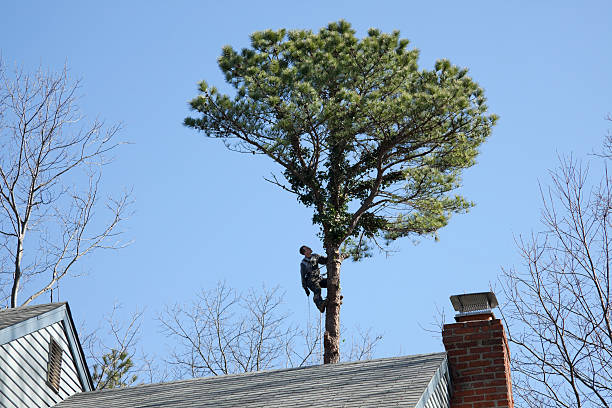 Lawn Irrigation Installation and Maintenance in River Road, NC